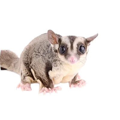 モモンガの写真