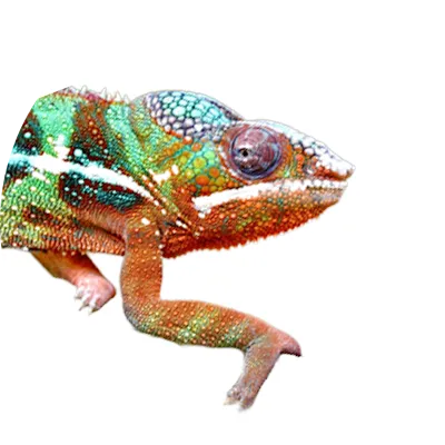 カメレオンの写真